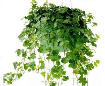 绿植去甲醛-西安除甲醛公司 绿植去甲醛-西安除甲醛公司